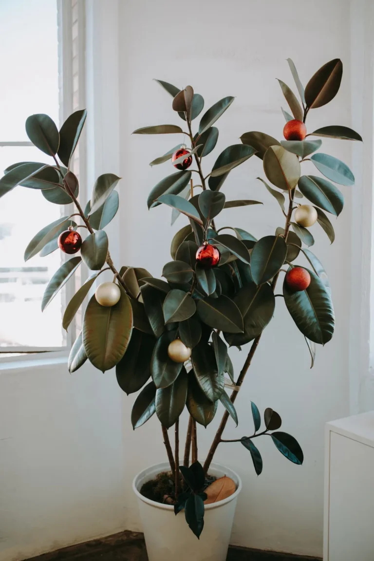 A potted houseplant decorated with red and gold Christmas baubles beside a bright window