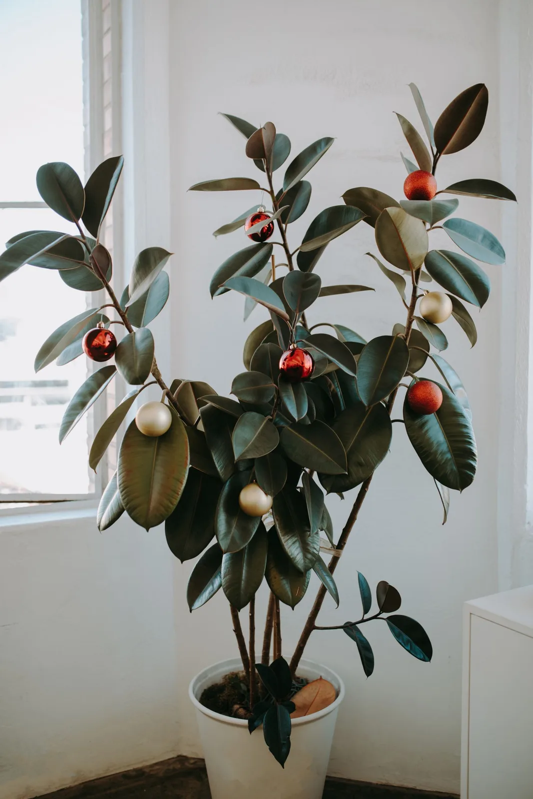 A potted houseplant decorated with red and gold Christmas baubles beside a bright window